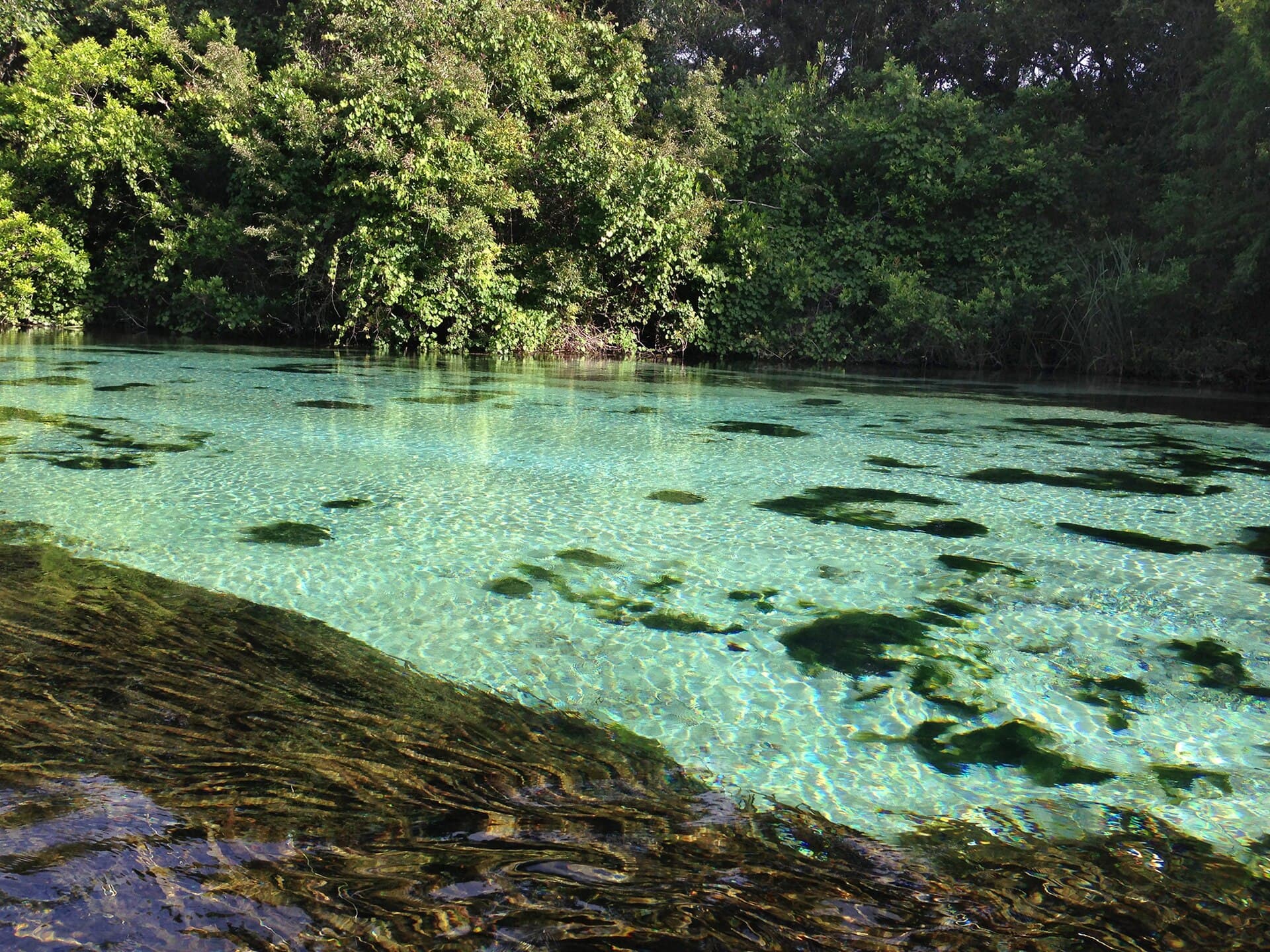 Paddling the Weeki Wachee River