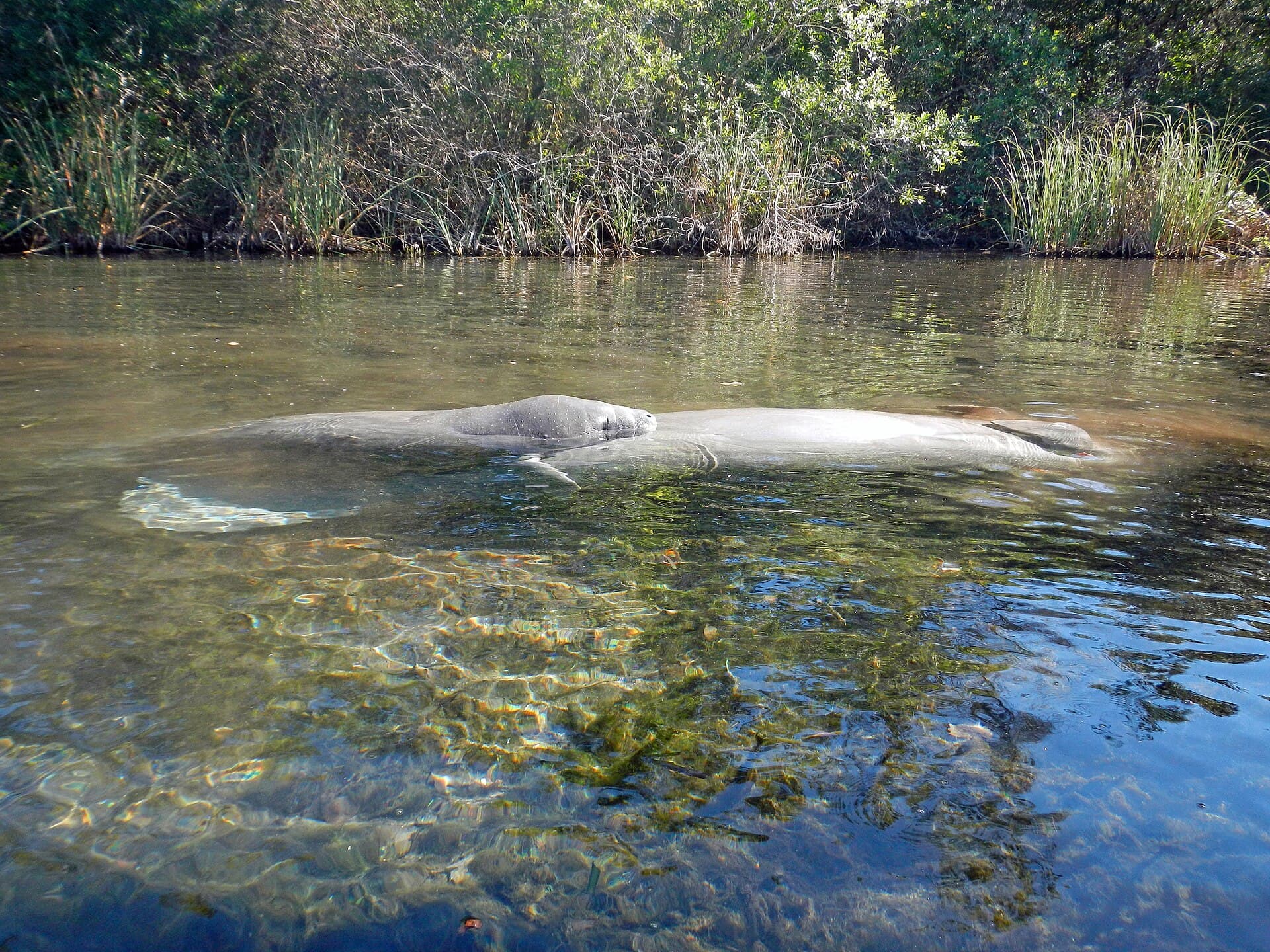 Where the manatees go when it gets cold